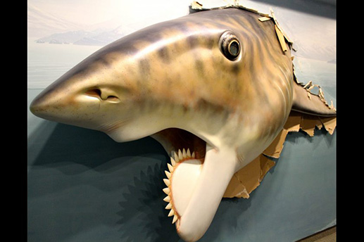 A model of a Helicoprion, "buzz saw shark," by Gary Staabs at the Alaska SeaLife Center's "Summer of Sharks" exhibit. Courtesy Alaska SeaLife Center