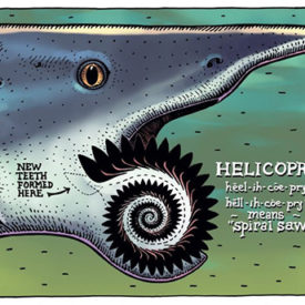 Center's "Summer of Sharks" exhibit. Courtesy Alaska SeaLife Center An illustration of the ancient Helicoprion "buzz saw" shark by Alaska artist Ray Troll featured in the show "Summer of Sharks" at the SeaLife Center in Seward this summer. Courtesy Ray Troll
