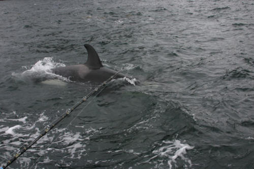 The juvenile Orca that took my King Salmon. I'm convinced the adults taught her how to do it.