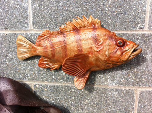 Tiger Rockfish bronze by Gary Staab