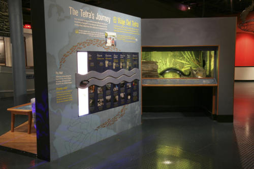 Aquarium and interactive showing how tropical fish are transported.
