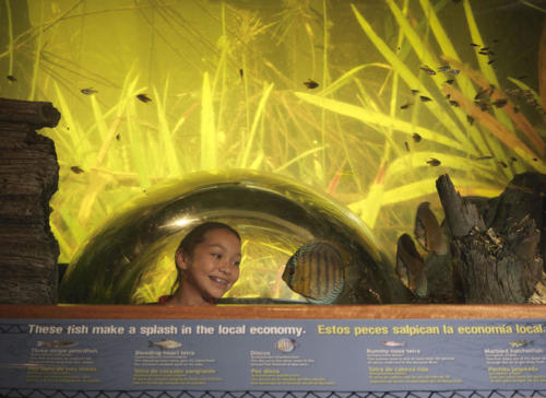 A visitor enjoying the Amazon aquarium tank designed and built by Tenji, Inc.