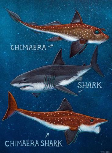 Chimaera,Shark and Chimaera-Shark 