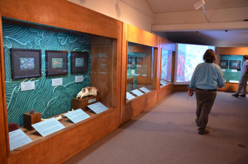 Blues Seas, Green Seas exhibit at the Pacific Grove Museum of Natural History