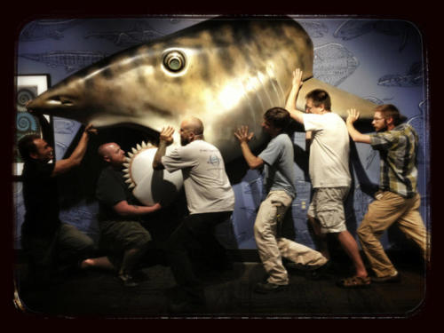 The crew hanging Gary Staab's life-sized Helicoprion sculpture at the Idaho Museum of Natural History in Pocatello. 