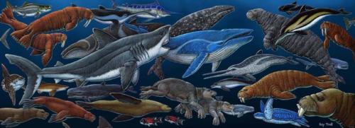 Miocene Marine Life (Sharks Tooth Hill)