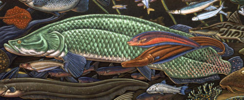 detail from Fishes of Amazonia mural
