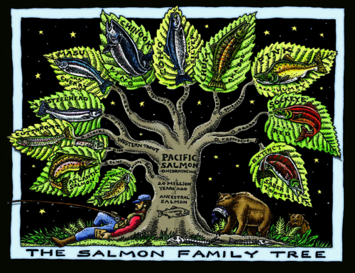 Salmon Family Tree