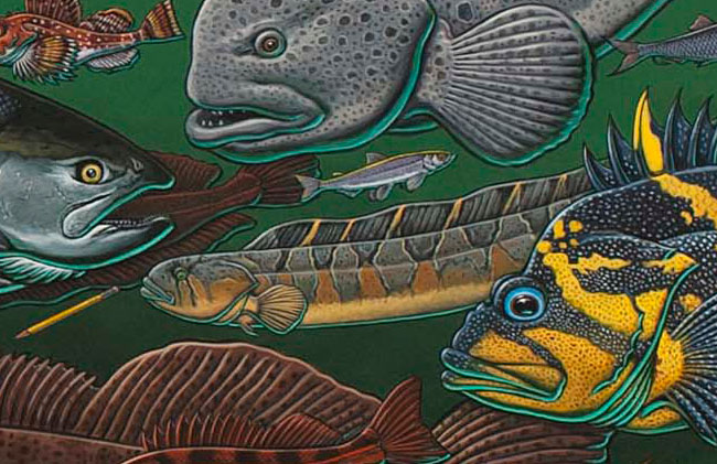 FISHES OF THE SALISH SEA FINE ART POSTER